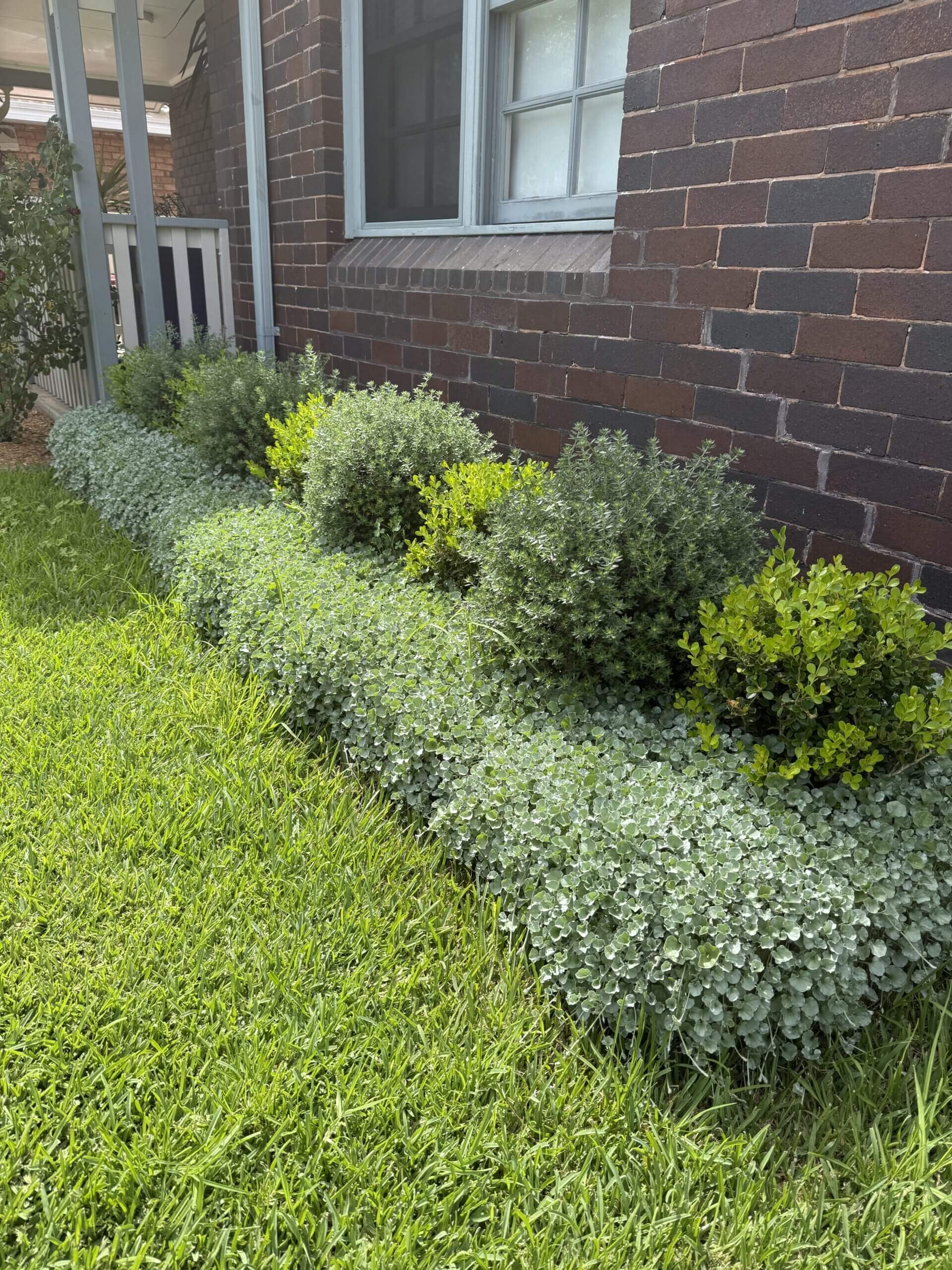 Garden before lawn and landscaping work