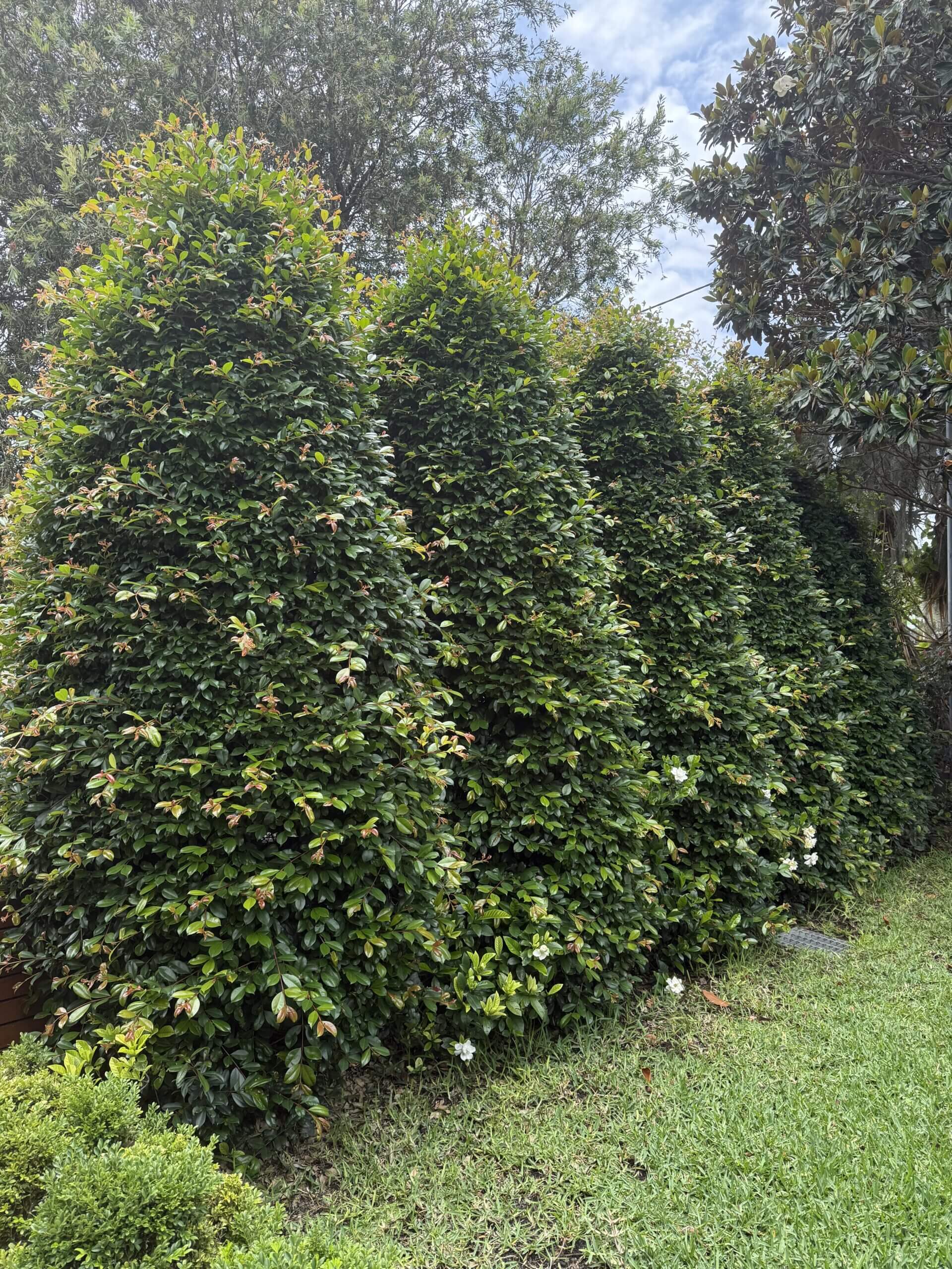 Garden before lawn and landscaping work