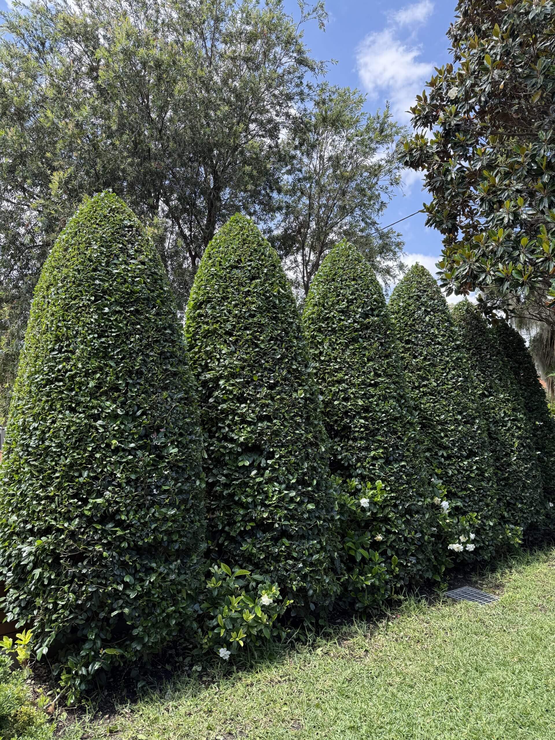 Garden after lawn and landscaping work
